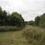 Whitings Wood