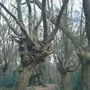 Hainault Forest