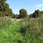Pesthouse Common