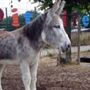 Spitalfields City Farm