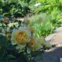 Chelsea Physic Garden