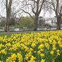 Canbury Gardens