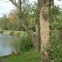 Totteridge Ponds