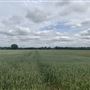 Runaway Farm