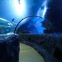 SEA LIFE London Aquarium