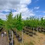 The Tree Nursery at Parkside Yards