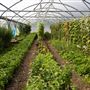 Soul Farm