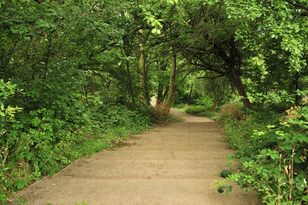 One Tree Hill, Honor Oak Park (01/05/2019)