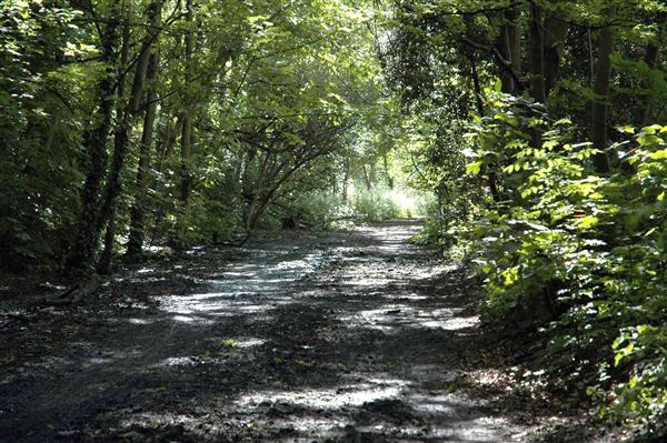 Parkland Walk (01/05/2019)