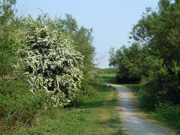 Hornchurch Country Park (01/05/2019)