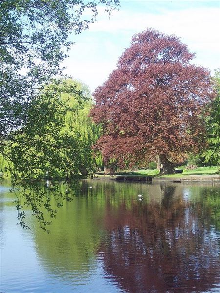 Beddington Park & The Grange (01/05/2019)