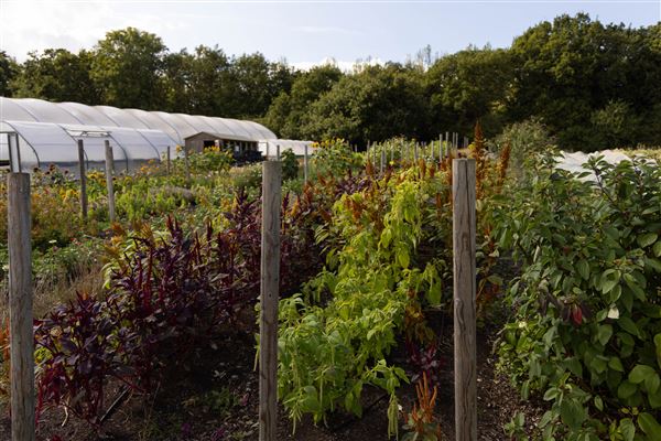 Soul Farm (25/03/2026 - Credits: submitted by: Jo Thompson)