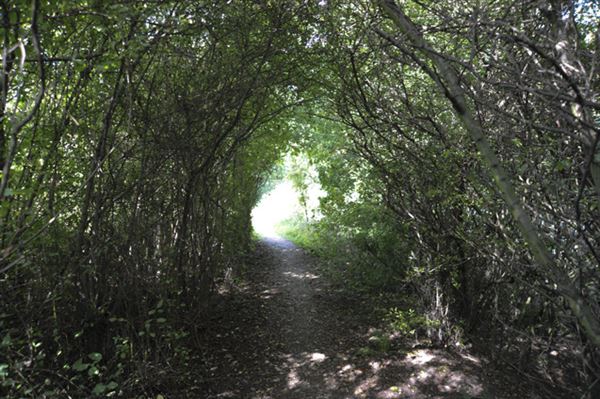 Stave Hill Ecological Park (01/05/2019)