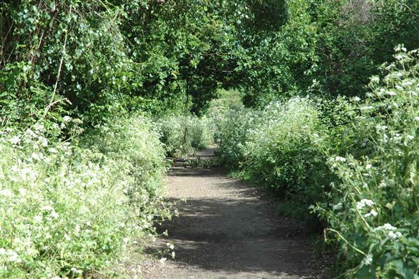 Parkland Walk (01/05/2019)