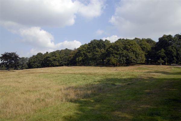 Richmond Park (01/05/2019)