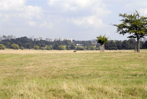 Richmond Park (01/05/2019)