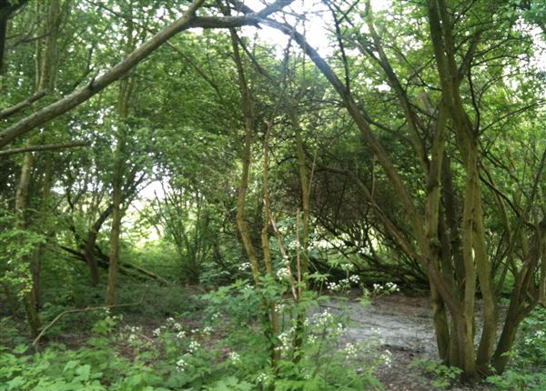 Walthamstow Marshes (30/04/2018)