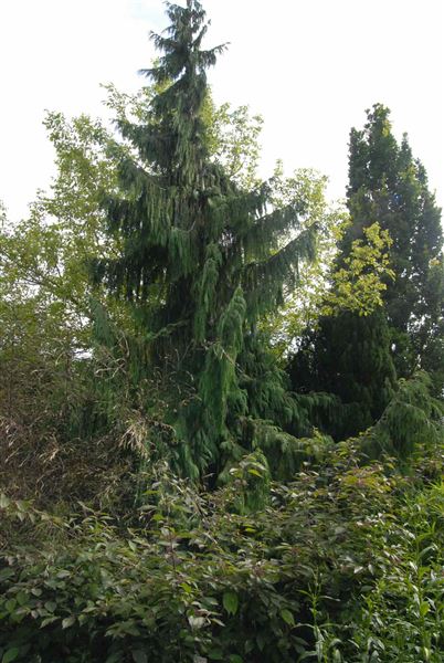 Hampstead Heath - the Hill Garden and Pergola (01/05/2019)