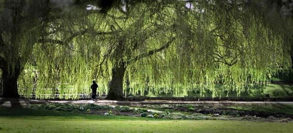 Beddington Park & The Grange (01/05/2019)