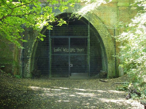Sydenham Hill Wood (01/05/2019)