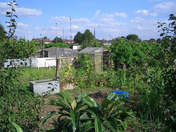 White Hart Lane Allotments (01/05/2019)