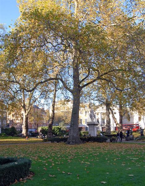 Cavendish Square (01/05/2019)