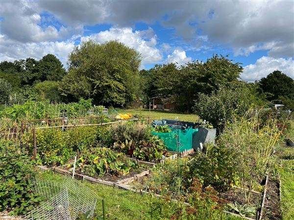 Grange Lane Allotments (01/09/2023 - Credits: submitted by: Tyrrell  Evans)