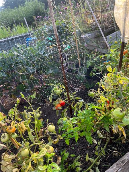 Grange Lane Allotments (01/09/2023 - Credits: submitted by: Tyrrell  Evans)