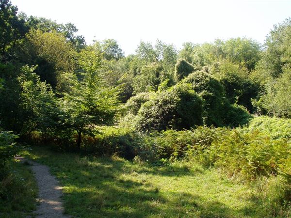 Sydenham Hill Wood (01/05/2019)