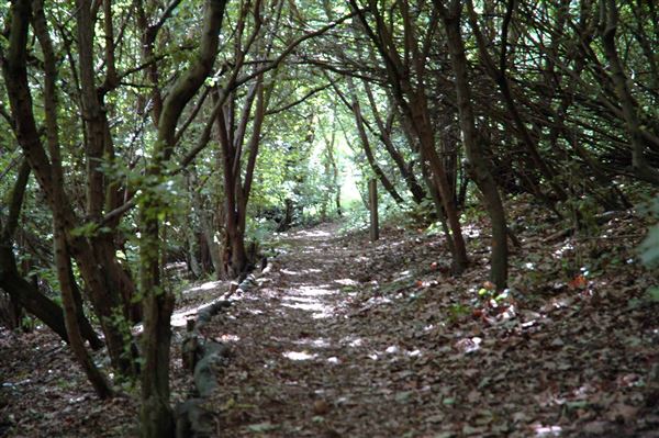 Parkland Walk (01/05/2019)