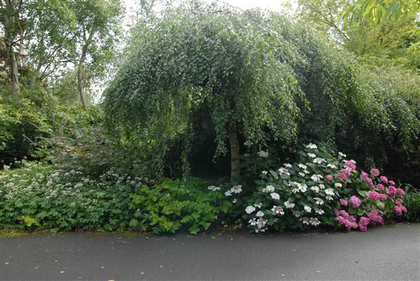 Hampstead Heath - the Hill Garden and Pergola (01/05/2019)