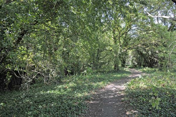 Barnes Common (01/05/2019)