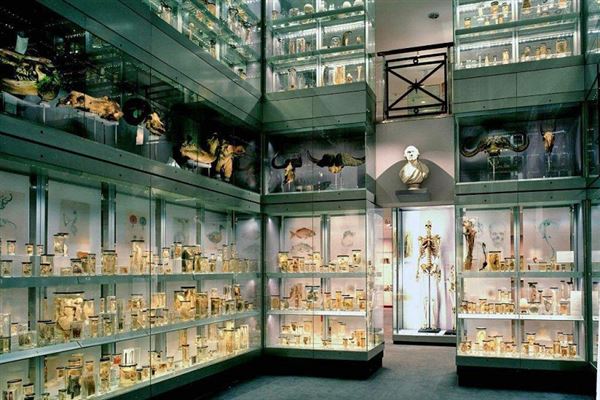 The Hunterian Museum (01/05/2019)