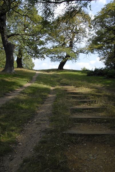 Richmond Park (01/05/2019)