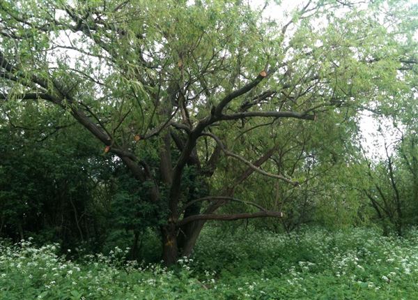 Walthamstow Marshes (30/04/2018)