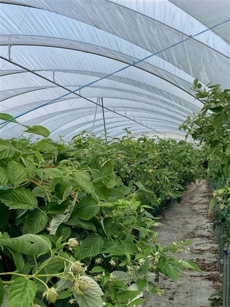 Honeybee Farm (01/05/2023 - Credits: submitted by: Jo Thompson)