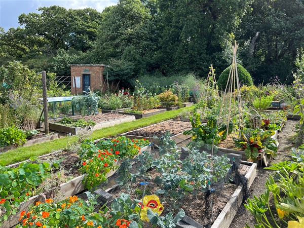 Grange Lane Allotments (01/09/2023 - Credits: submitted by: Tyrrell  Evans)