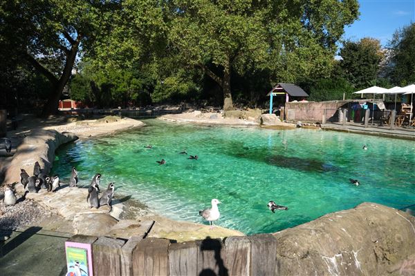 London Zoo (04/10/2024)