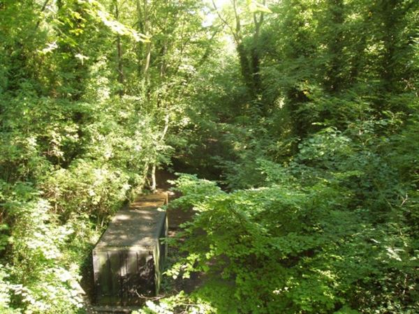 Sydenham Hill Wood (01/05/2019)