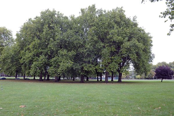 South Millfields Recreation Ground (01/05/2019)