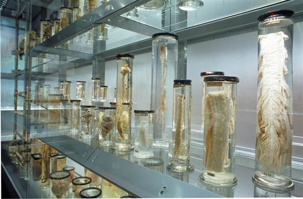 The Hunterian Museum (01/05/2019)