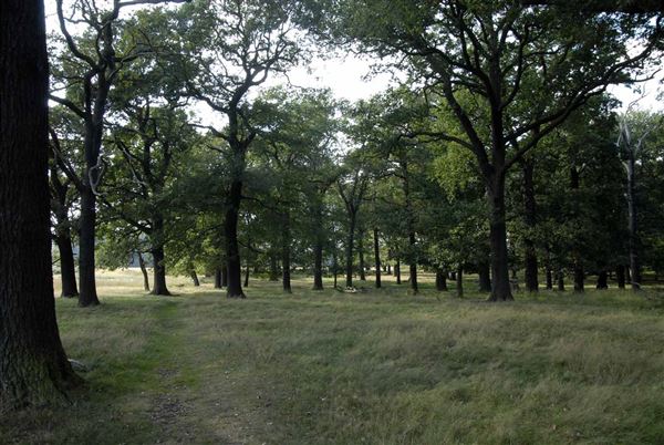 Richmond Park (01/05/2019)