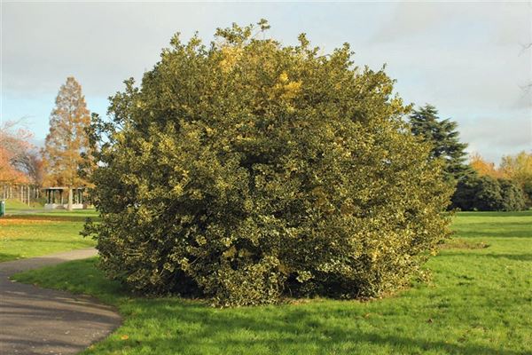 Seven Kings Park (01/05/2019)