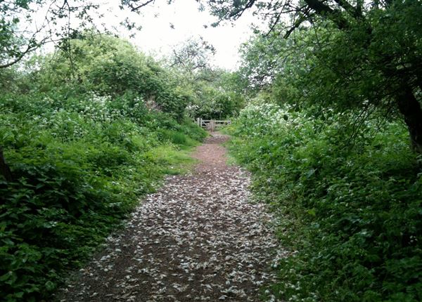 Walthamstow Marshes (30/04/2018)