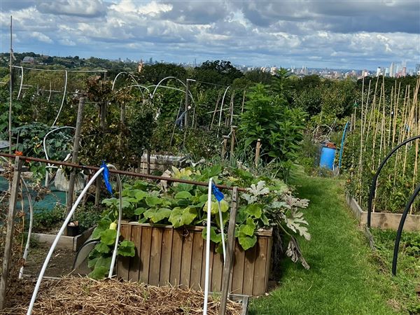 Grange Lane Allotments (01/09/2023 - Credits: submitted by: Tyrrell  Evans)