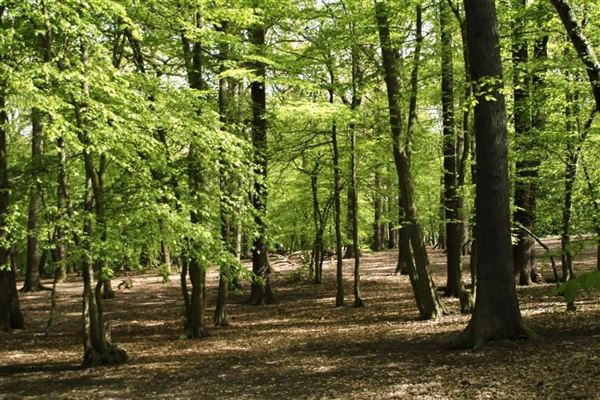 Grovelands Park (01/05/2019)