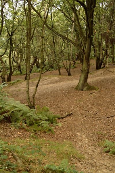 Hampstead Heath (01/05/2019)