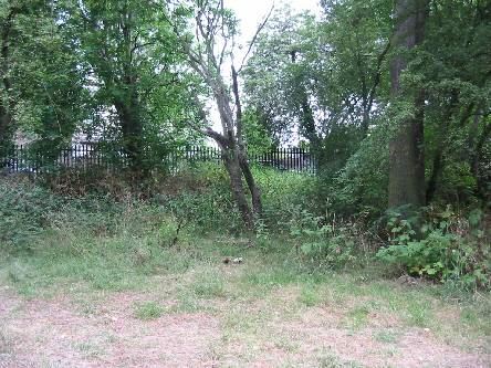 Cherry Tree Wood (01/05/2019)
