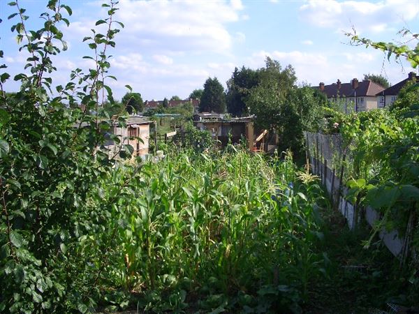 White Hart Lane Allotments (01/05/2019)