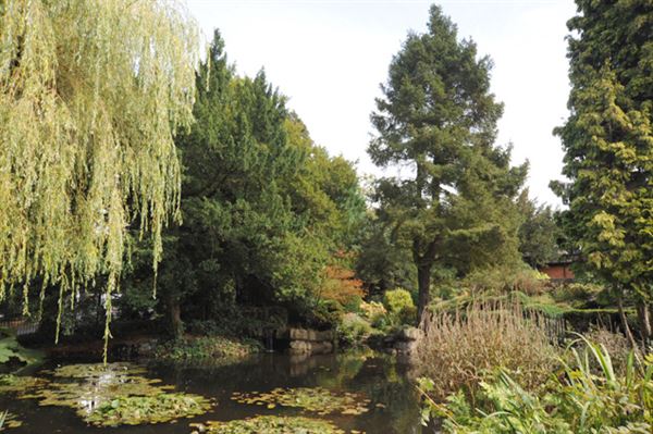 Coombe Wood (01/05/2019)